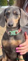 Miniature Dachshund dogs *1 boy remaining* black and tan Mini Dachshund - Advert 3