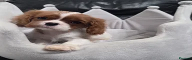 Cavalier King Charles Spaniel Puppy 4
