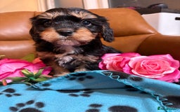 Cavapoo dogs for sale: Ruby &black n tan boys and girls  - Image 3