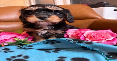 Cavapoo dogs - Advert 6