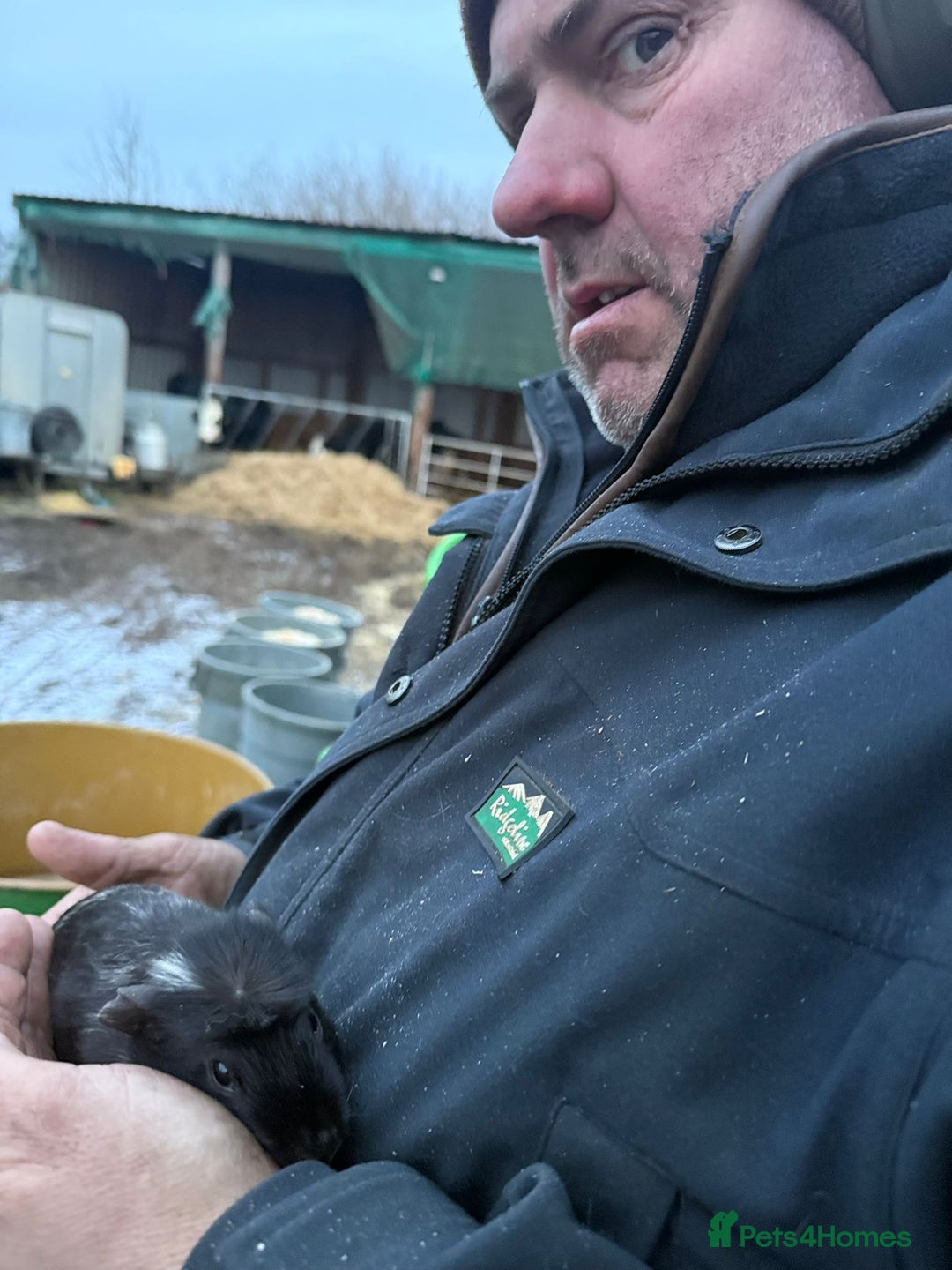 Guinea Pig rodents for sale: 20 lovely guinea pigs for sale  - Advert 24