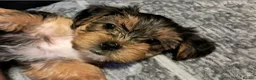 Yorkshire Terrier dogs for sale: 🐶 💖Pedigree Yorkshire Terrier Puppies💖 🐶 - Advert 1