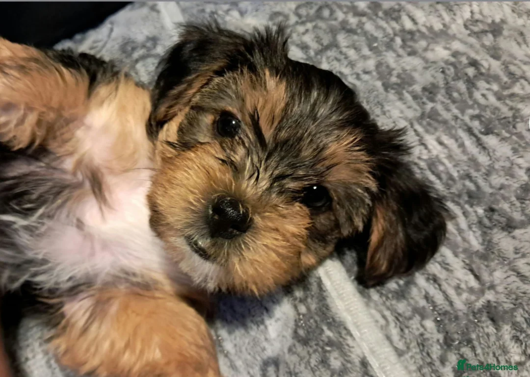 Yorkshire Terrier dogs for sale: 🐶 💖Pedigree Yorkshire Terrier Puppies💖 🐶 - Advert 1