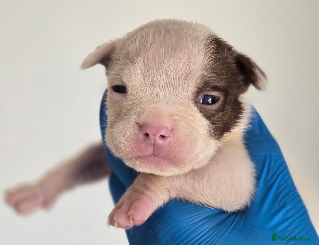American Bully dogs for sale: Quality pocket/micro bully pups  - Image 5