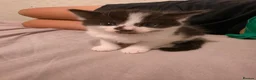 Mixed Breed cats for sale: 3 x beautifull kittens for sale - Advert 5