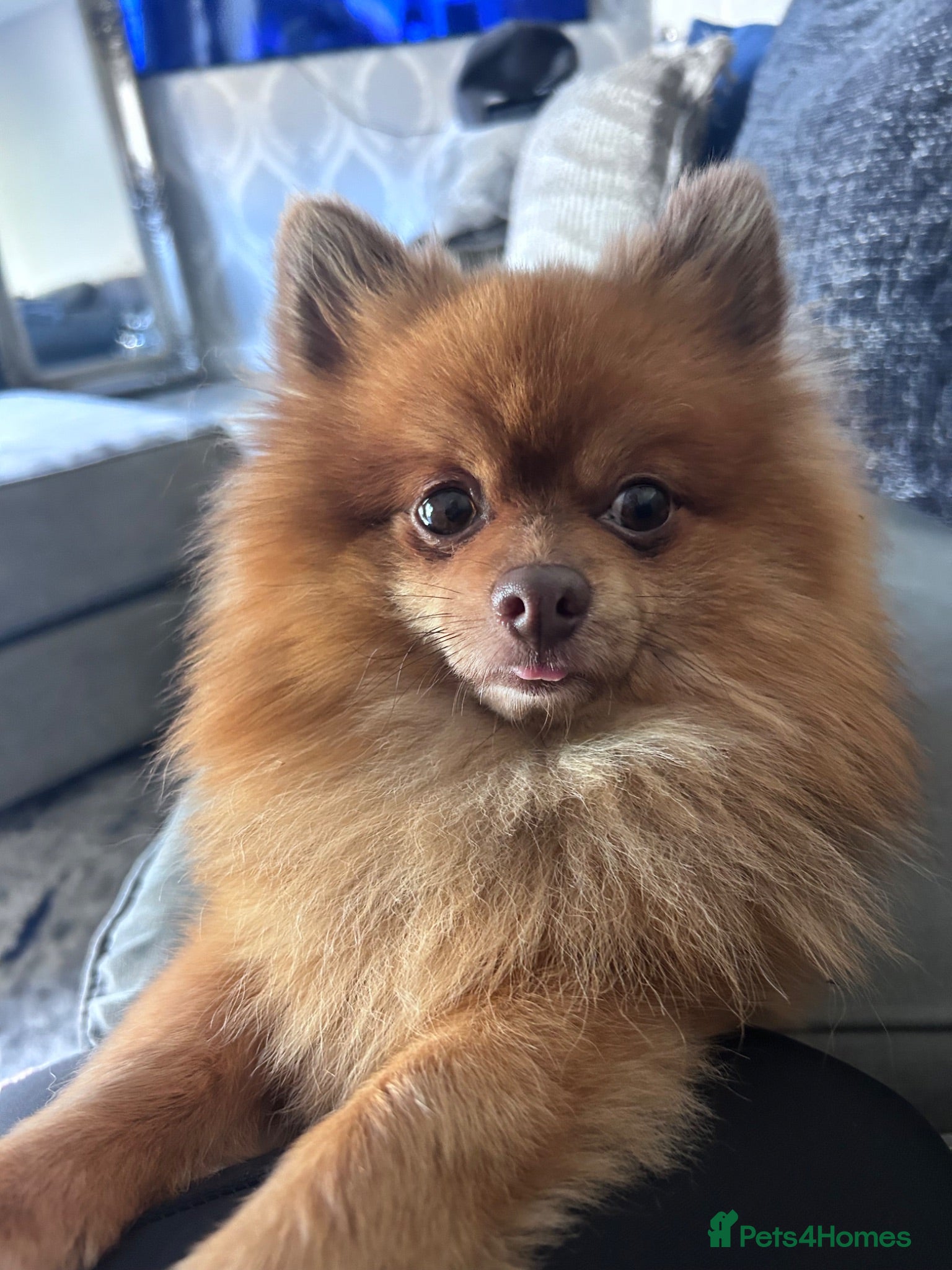 Pomeranian dogs Pom for stud  - Advert 1