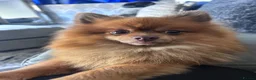 Pomeranian dogs for stud: Pom for stud  - Advert 1