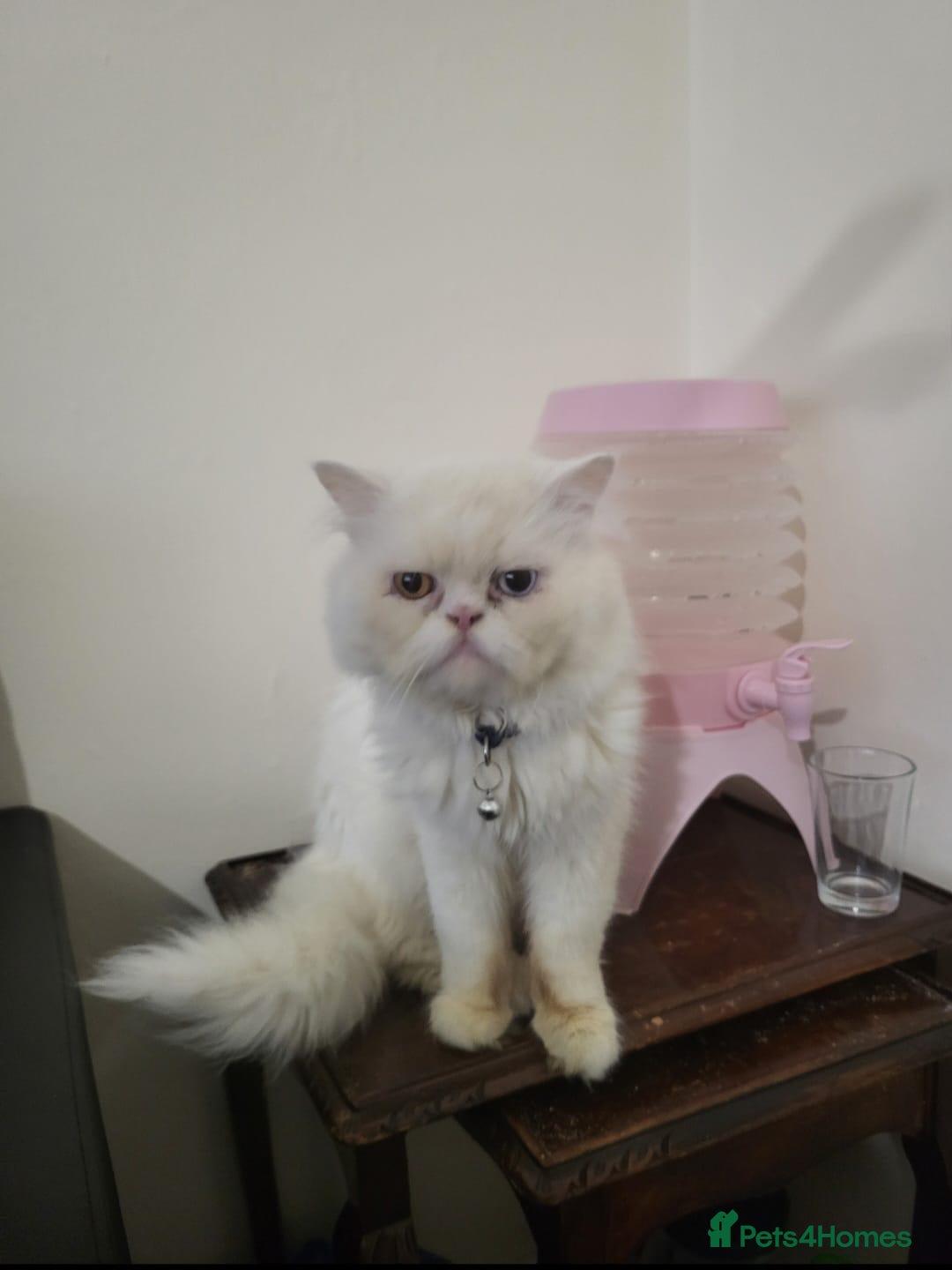 Persian cats for sale: Persian cat - Advert 3