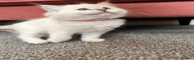 Ragdoll 2