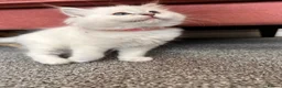 Ragdoll cats for sale: Ragdool x kittens in Scunthorpe - Advert 7