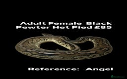 Python Snake reptiles for sale: Various Emoji Pied Ball Pythons Royal Snake  - Image 14