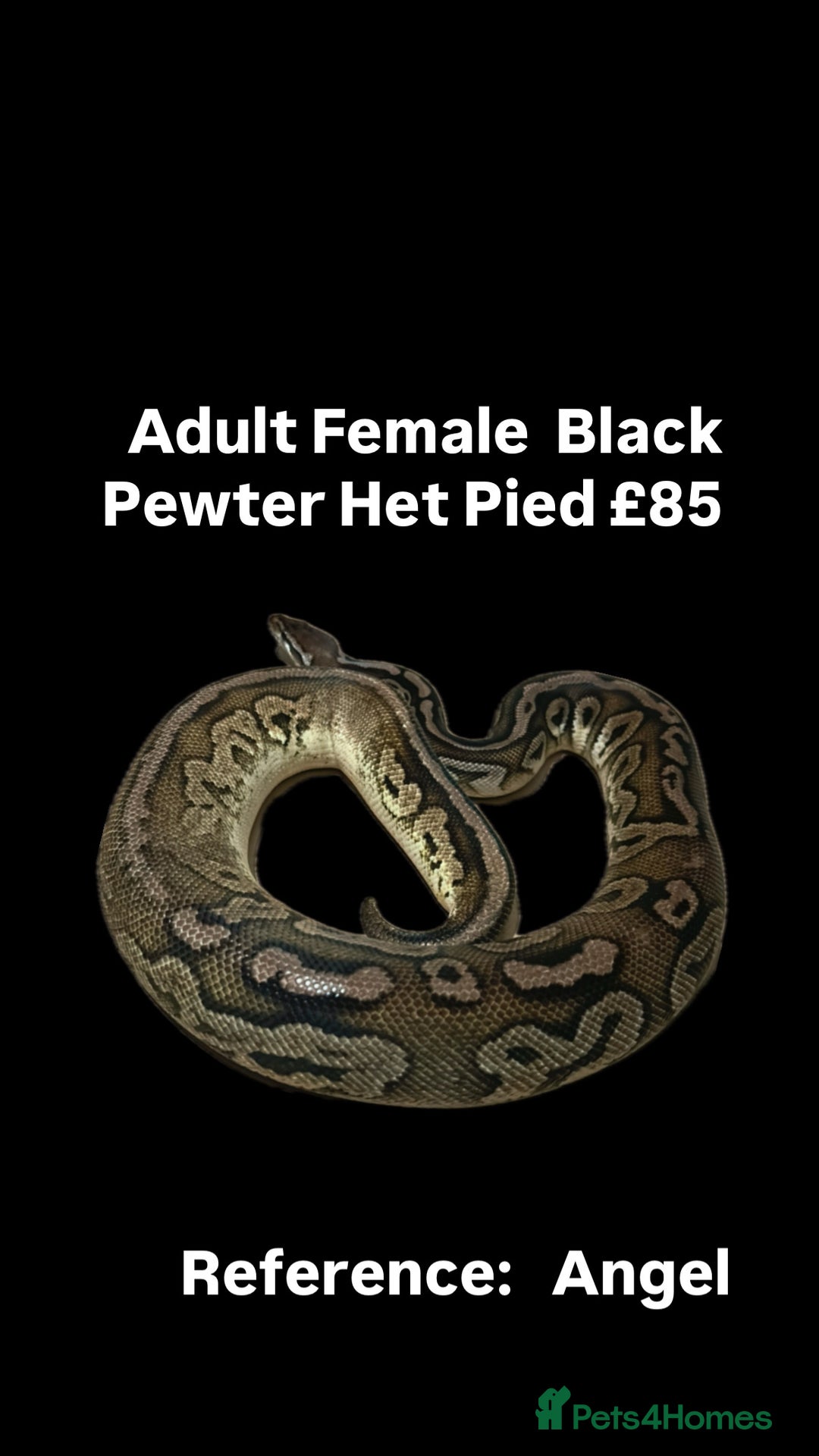 Python Snake reptiles for sale: Various Emoji Pied Ball Pythons Royal Snake  - Image 14