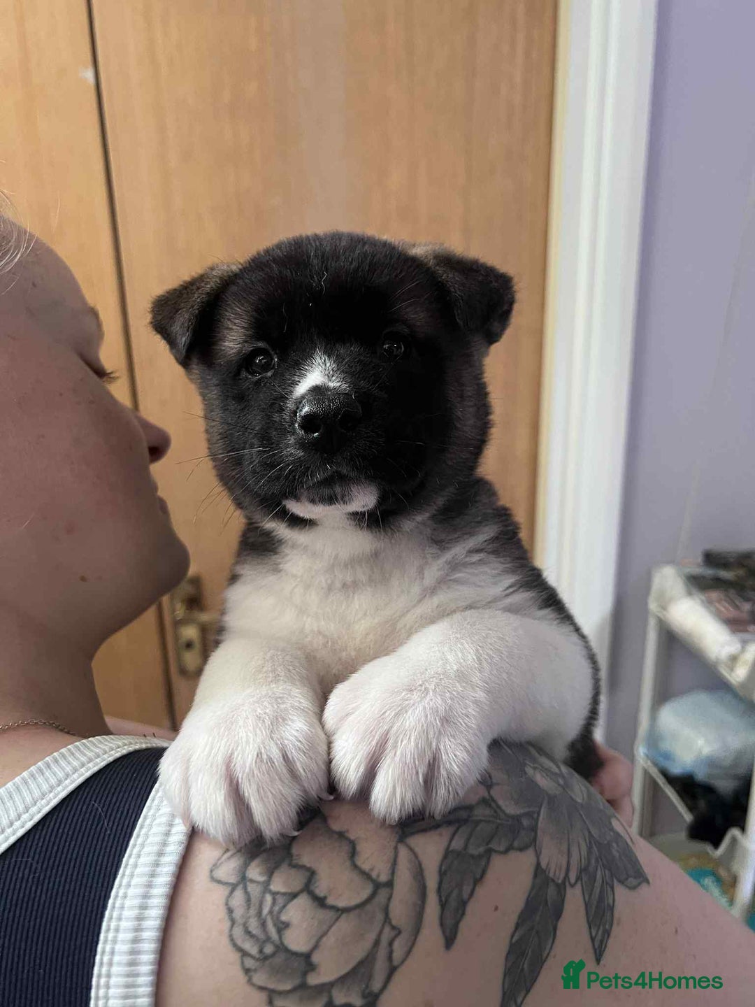 Akita dogs for sale: Female Akita puppy  - Image 2