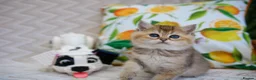 British Shorthair cats for sale: 💙British shorthair kittens available  - Advert 5