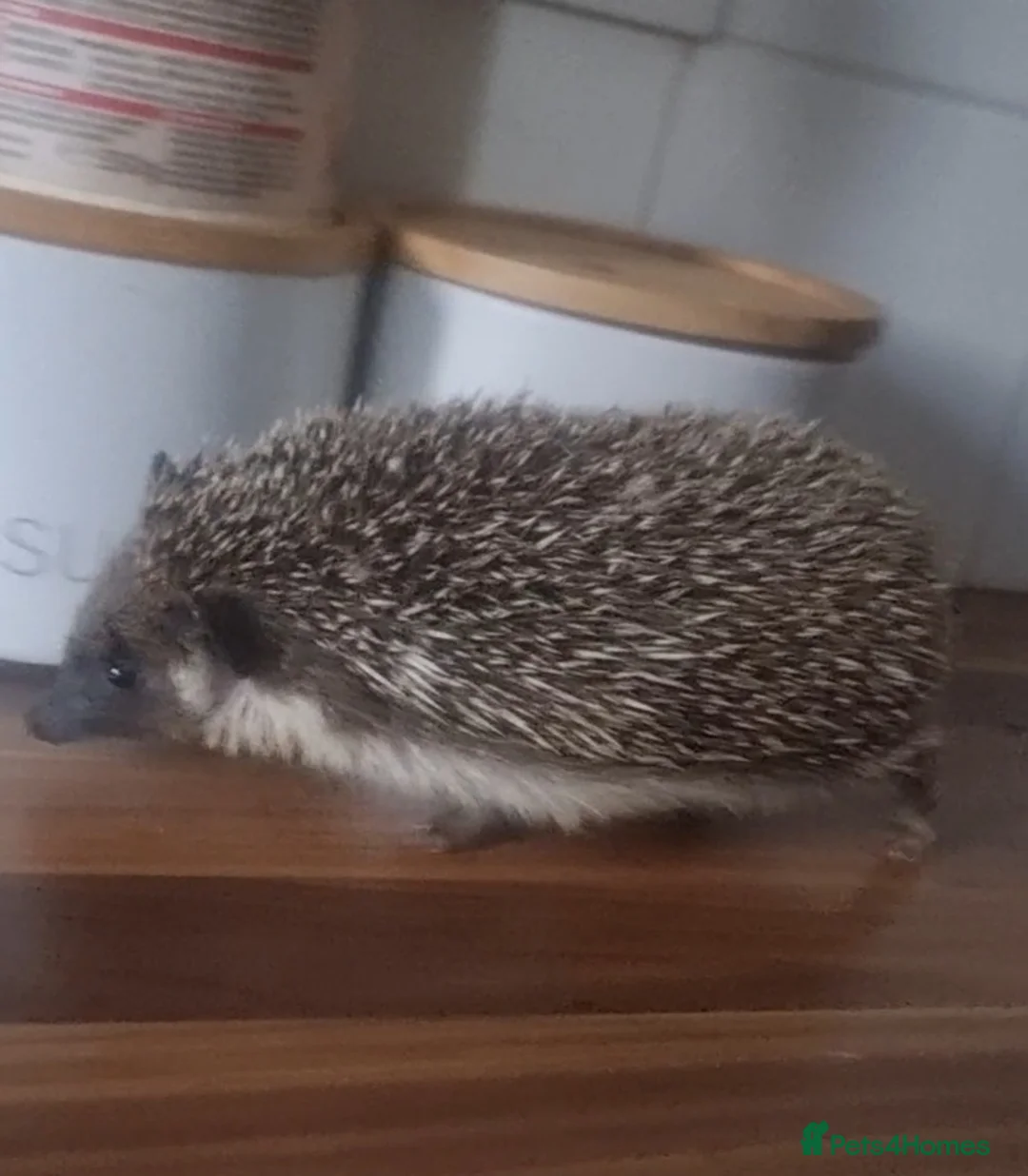 Pygmy Hedgehog rodents for sale: African pygmy hedgehog  - Advert 2