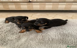 Dachshund dogs for sale: dachshund  - Image 5