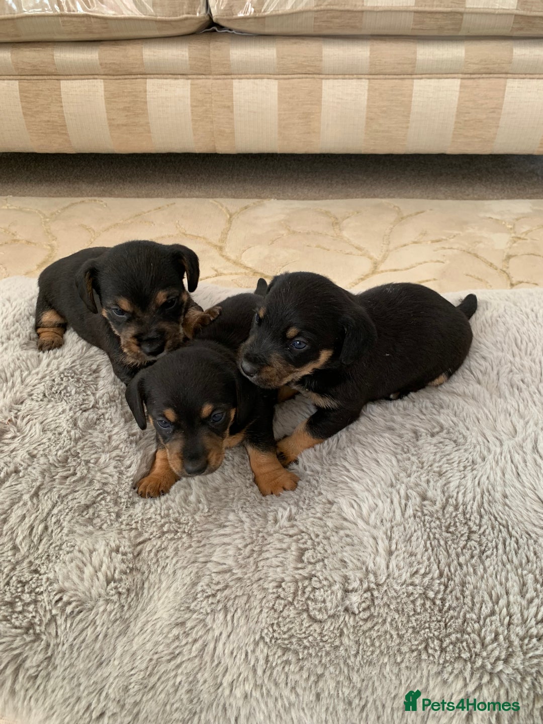 Dachshund dogs for sale: dachshund  - Image 5