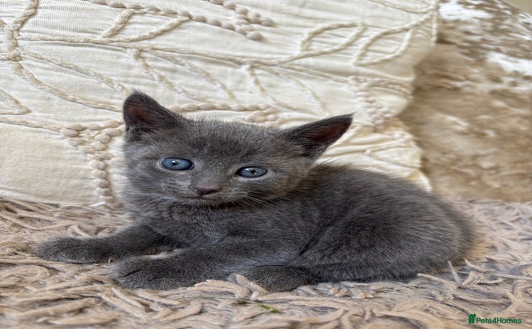 Mixed Breed cats - Advert 9