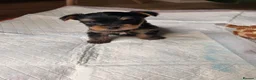 Yorkshire Terrier dogs for sale: Beautiful Yorkshire terrier puppies - Advert 5