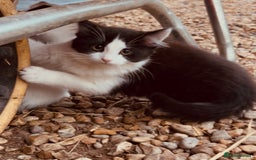 Domestic Shorthair cats for sale:  Beautiful litter mixed colours  - Image 2