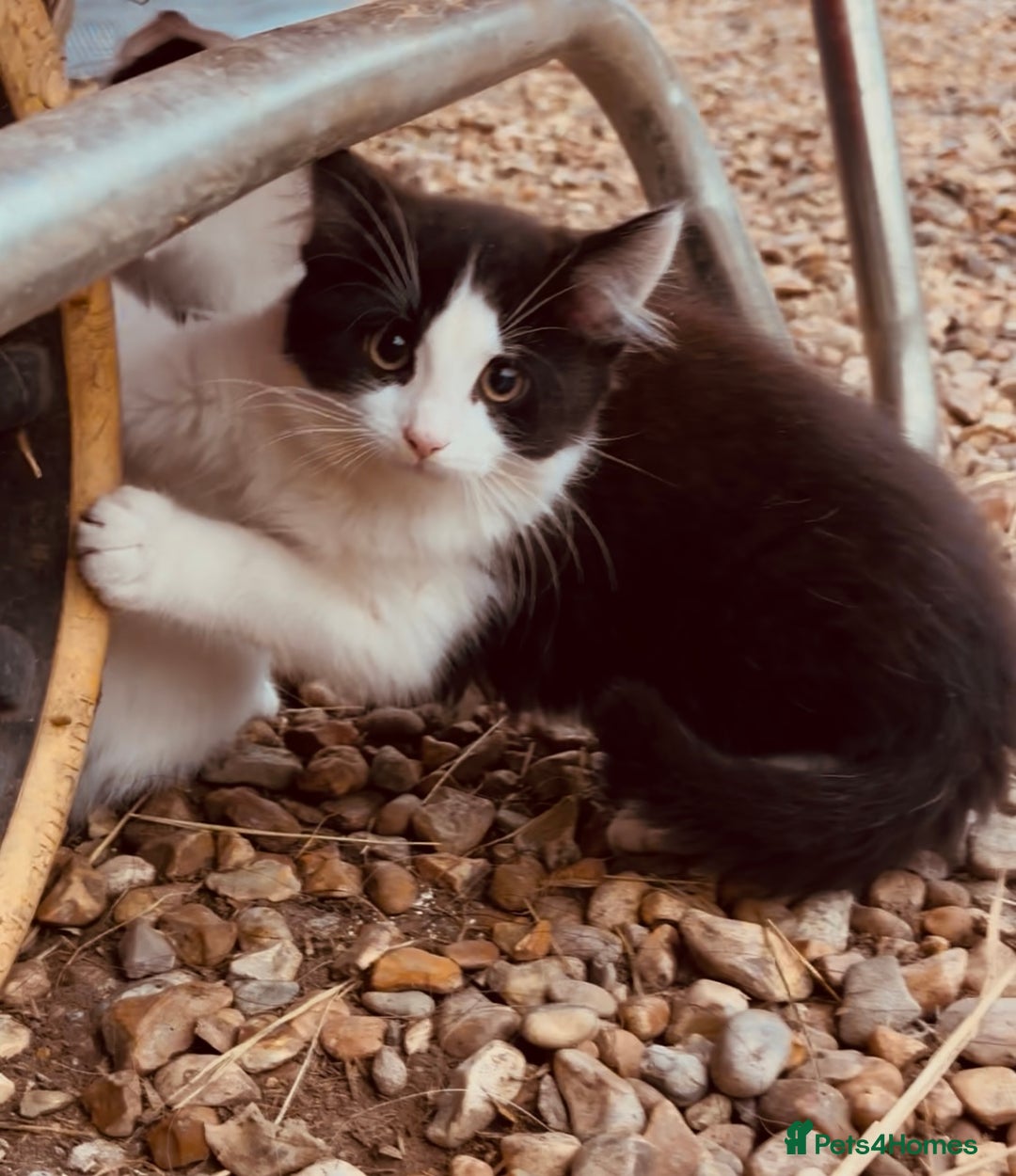 Domestic Shorthair cats for sale:  Beautiful litter mixed colours  - Image 2