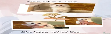 Ragdoll Kitten 3