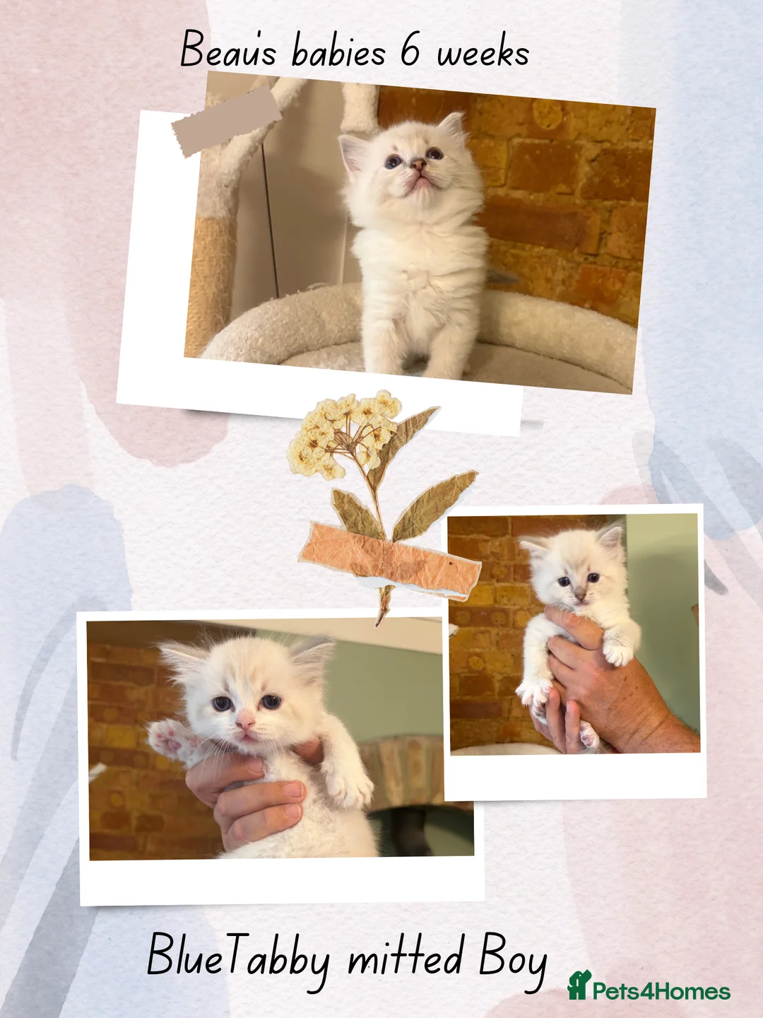 Ragdoll cats for sale: Beautiful pedigree Ragdoll kittens  - Advert 18