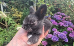 Angora rabbits for sale: 😍Large Angora babies- parents imported from 🇫🇷  - Image 9
