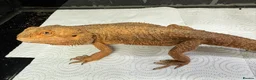 Gecko reptiles for sale: Lizards for rehome  - lot to choose from  - Advert 10