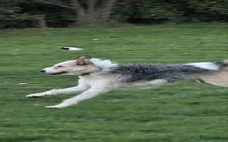 Mixed Breed dogs for adoption: Harley 💙 ( & brother Hershey )  - Advert 12