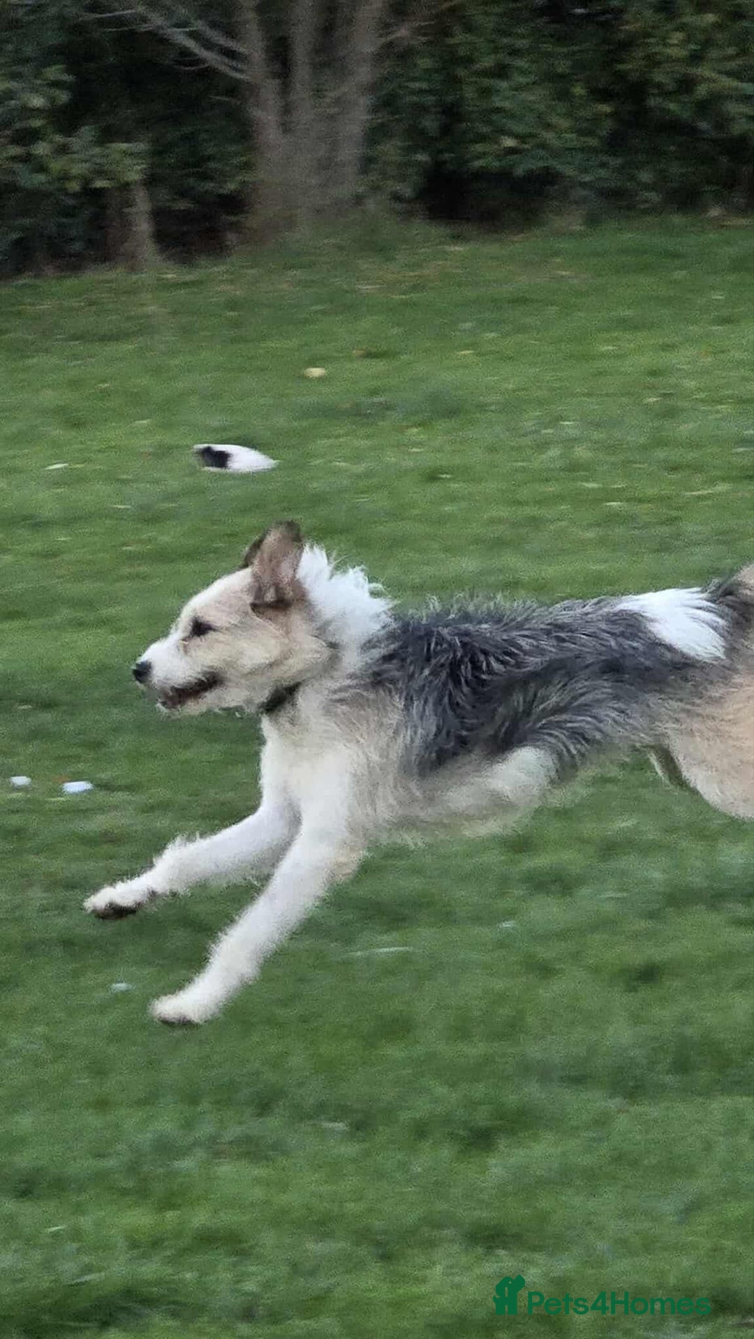 Mixed Breed dogs for adoption: Harley 💙 ( & brother Hershey )  - Advert 12