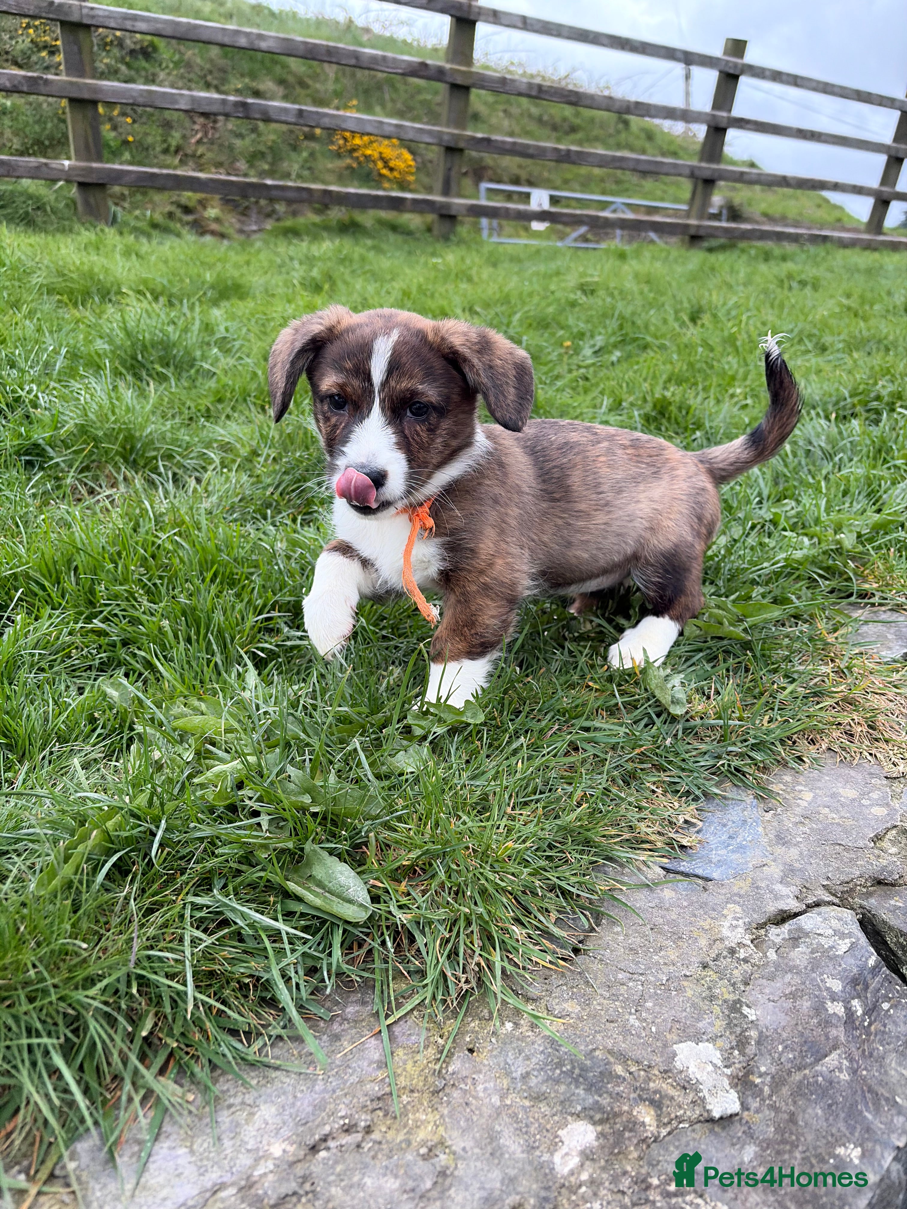 Welsh Corgi Cardigan dogs Beautiful KC registered Welsh Cardigan Corgi  - Advert 18