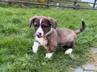 Welsh Corgi Cardigan dogs Beautiful KC registered Welsh Cardigan Corgi - Advert 18