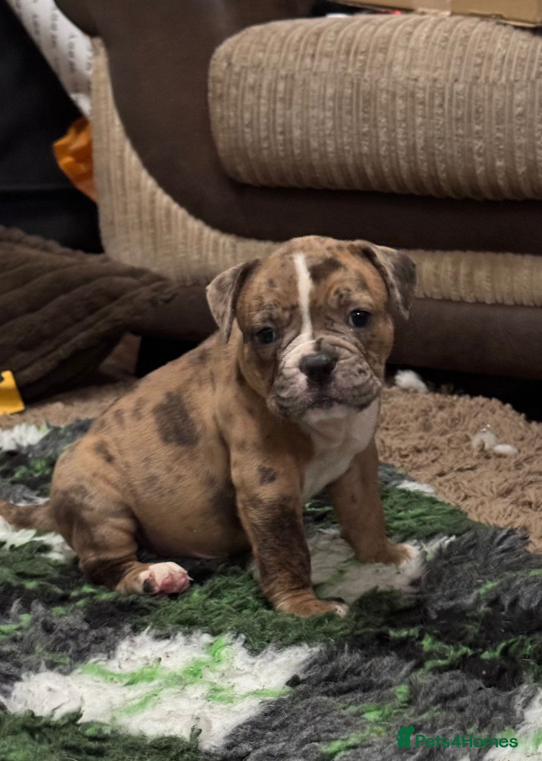 Olde English Bulldogge dogs for sale: (Reduced) Olde English Bulldogges puppies  - Advert 10