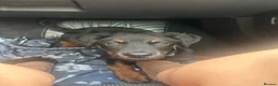 Rottweiler dogs for sale: Female Rottweiler  in Saltburn-by-the-Sea - Advert 5