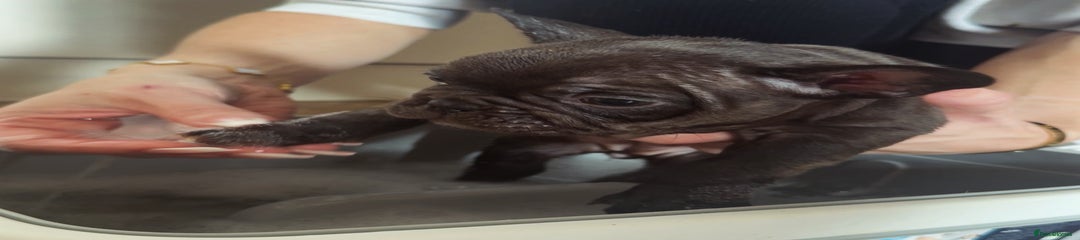 REDUCED - Twin 2 Chocolate Girl 