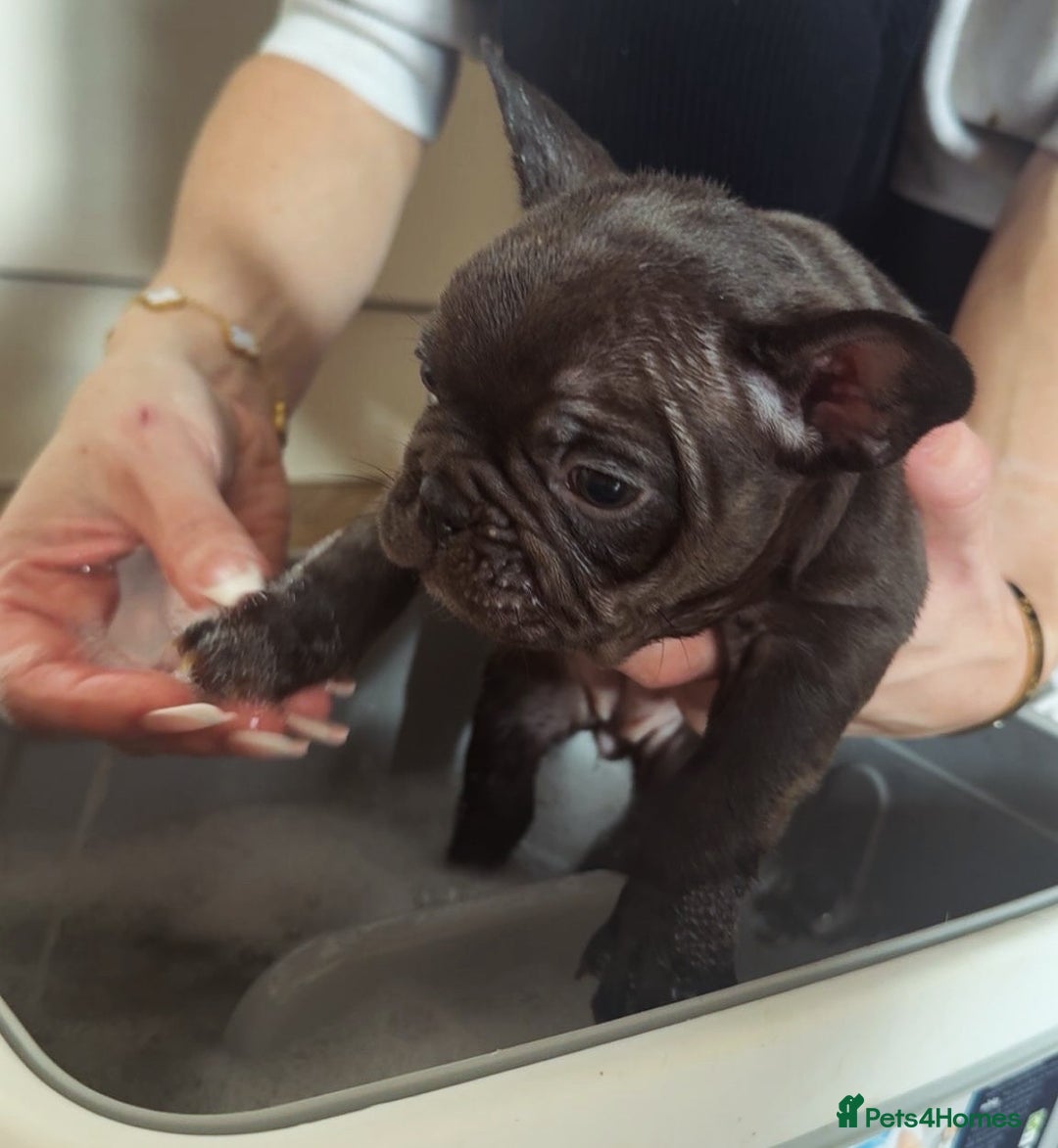 French Bulldog dogs for sale: REDUCED - FINAL 3 FRENCH BULLDOG PUPPIES - Advert 8
