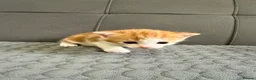 Mixed Breed cats for sale: 4 kittens for sale  - Advert 6