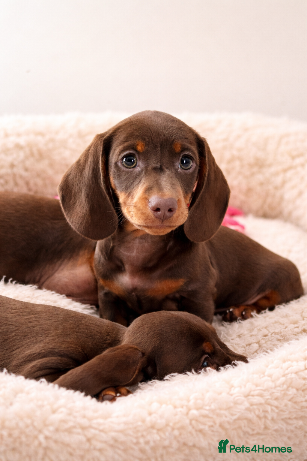 Dachshund dogs Miniature Dachshund puppies  - Advert 1