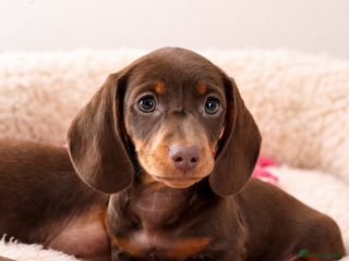 Dachshund dogs Miniature Dachshund puppies - Advert 1