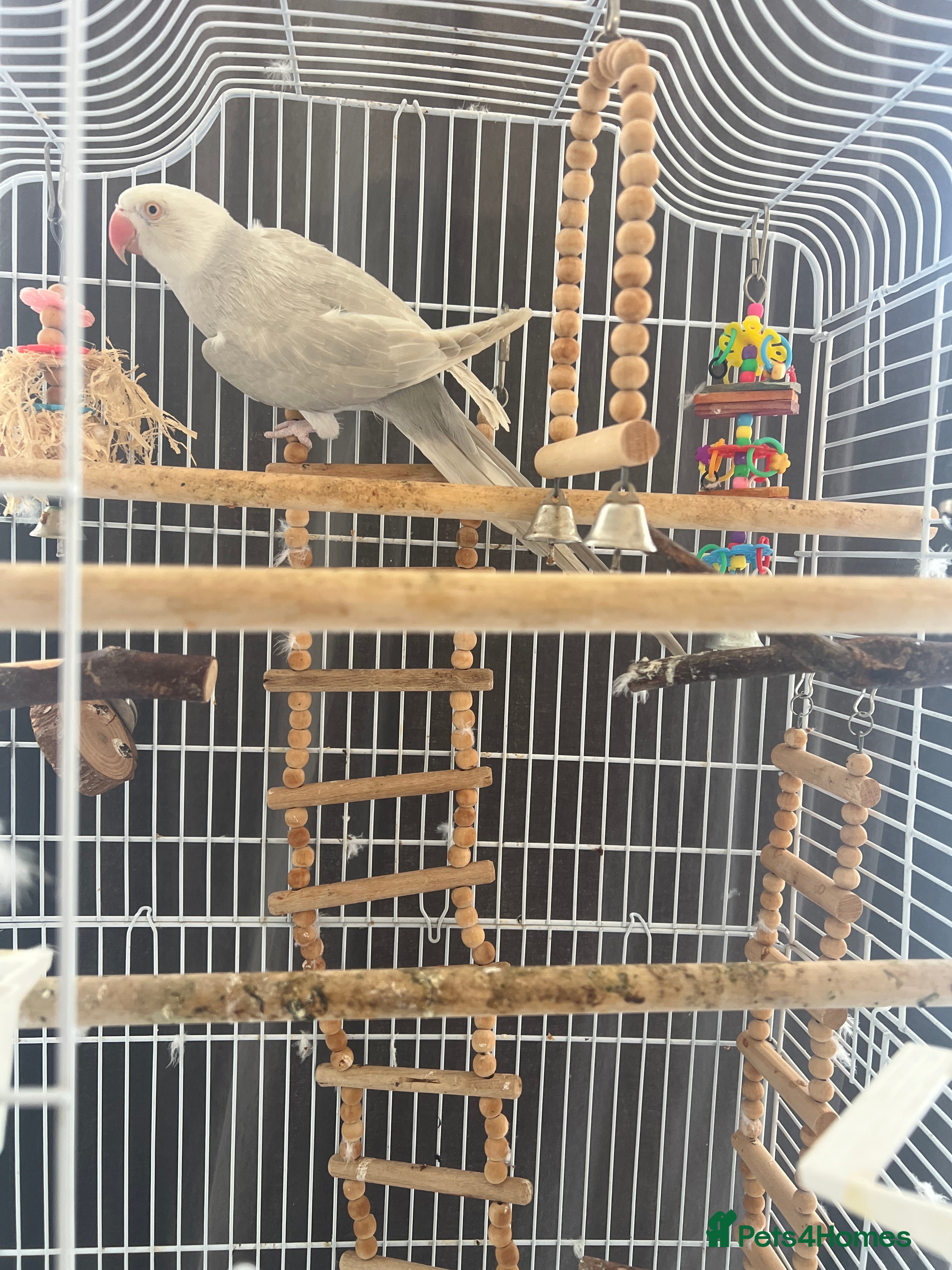 Ringnecks birds 2 year old albino ringneck - Advert 4