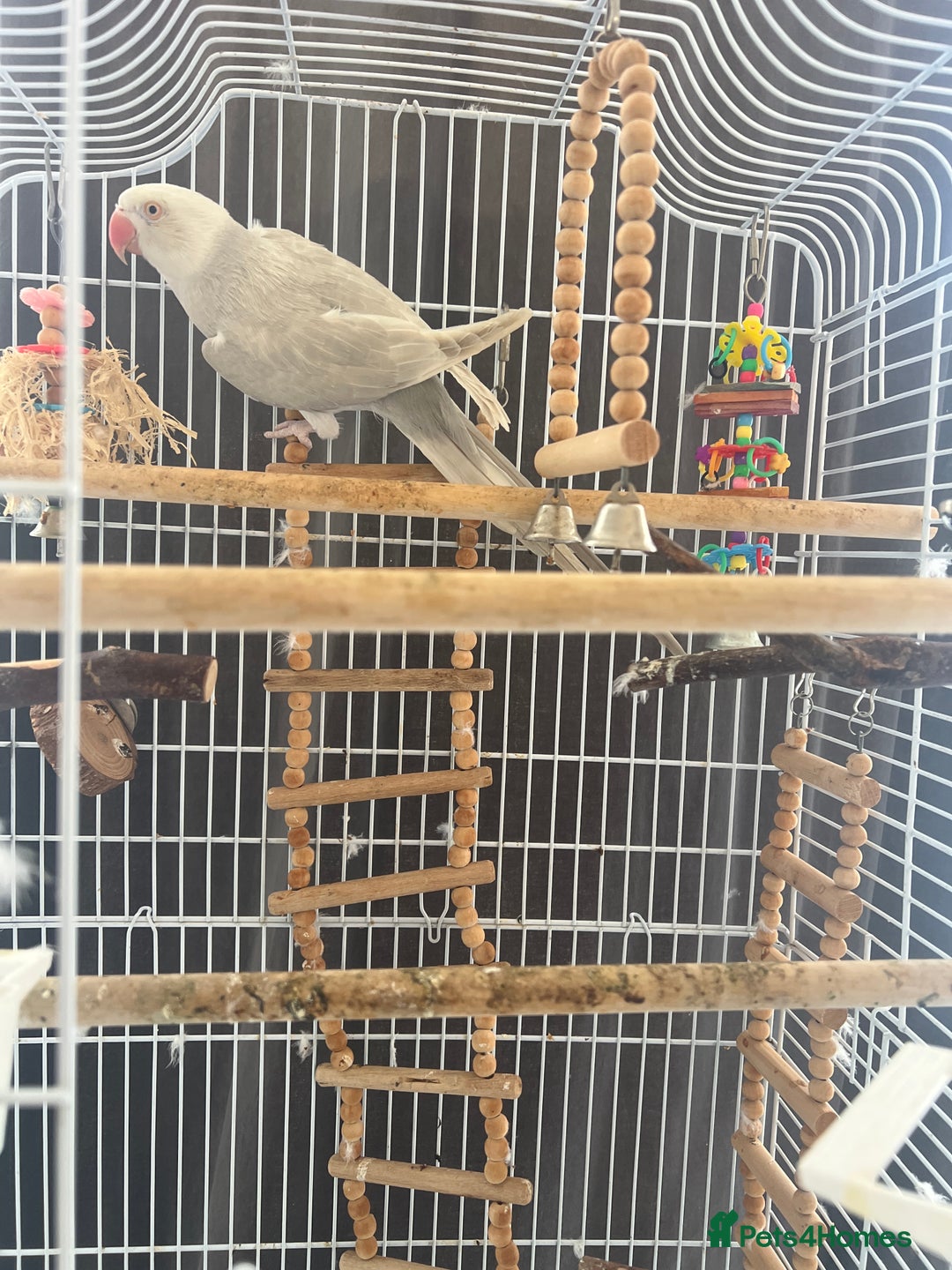 Ringnecks birds for sale: 2 year old albino ringneck - Advert 3