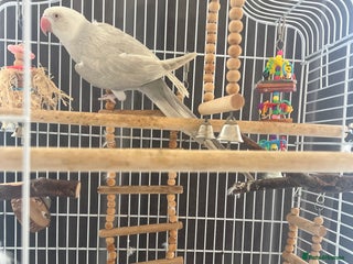 Ringnecks birds 2 year old albino ringneck - Advert 16