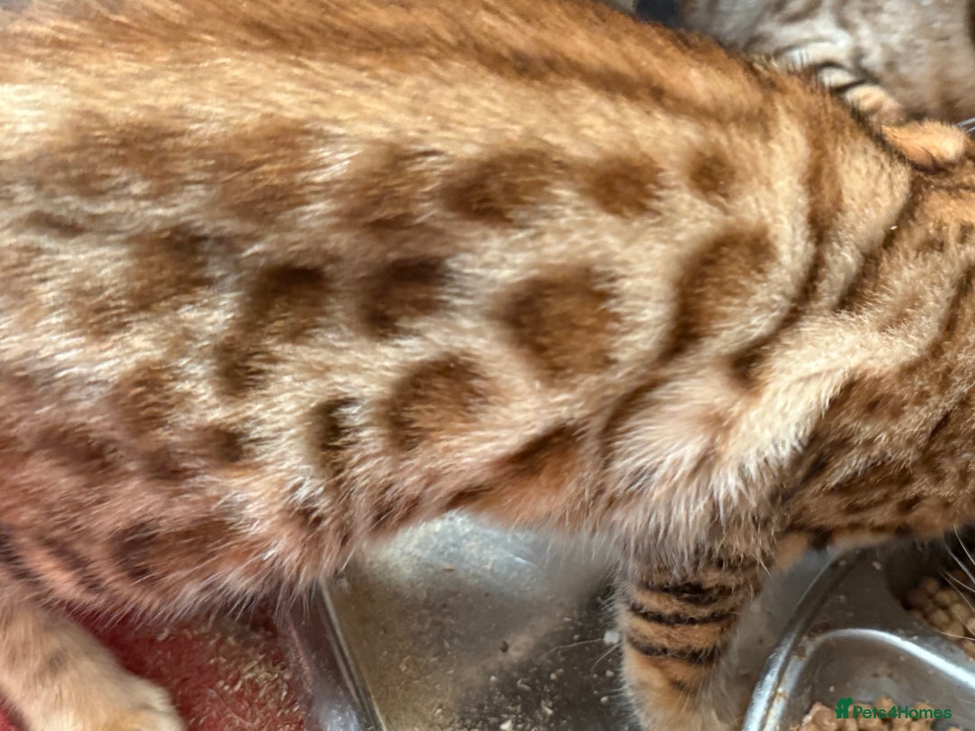 Bengal cats for sale: Bengal kittens stunning litter ready now boys girl - Image 11