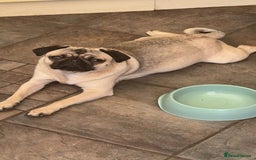 Pug dogs for sale: Beautiful female pug  - Image 4