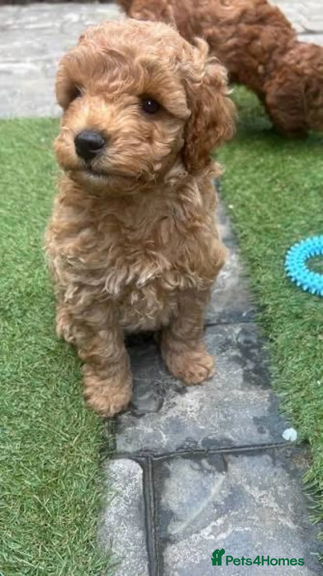 Cockapoo dogs for sale: Cockapoo Puppy - Advert 1