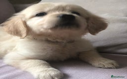 Golden Retriever dogs for sale: Super litter of Goldie pups carrying some colour  - Image 13