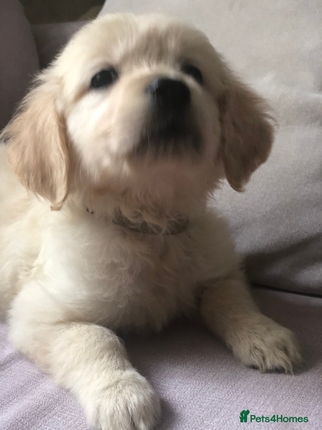 Golden Retriever dogs for sale: Super litter of Goldie pups carrying some colour  - Image 13