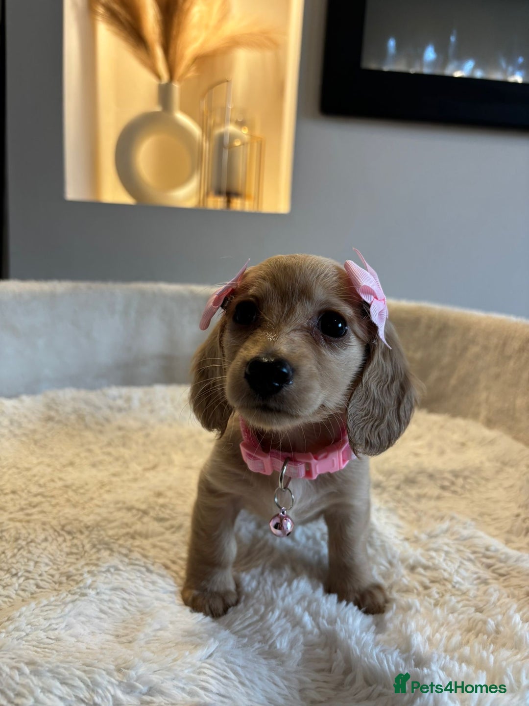 Miniature Dachshund dogs for sale: Long hair cream mini dachshund puppies 30th july in Liverpool - Image 24