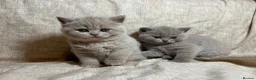 British Shorthair cats for sale: Multicolour GCCF Registered BSH kittens - Advert 27